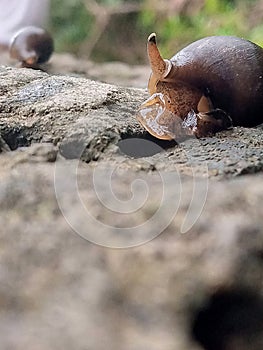 Snail on the road