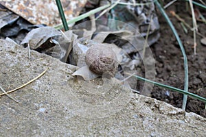 Snail on a rock