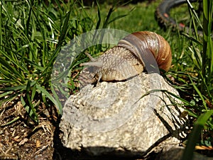 Snail on the rock in the grass with bicycle on the background.