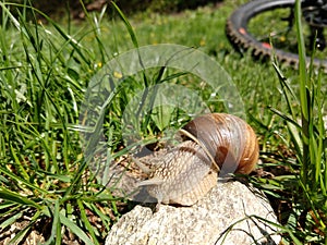 Snail on the rock in the grass with bicycle on the background.