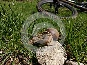 Snail on the rock in the grass with bicycle on the background.