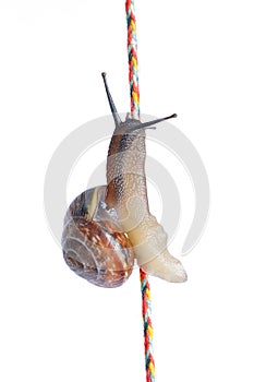 Snail on rope