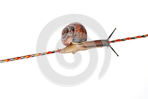Snail on rope