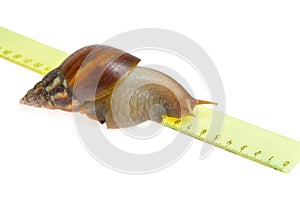 Snail on ruler