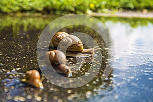 Snail run, animal funny concept fast competition