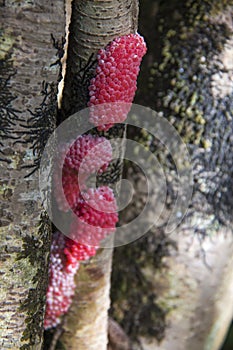 Snail`s eggs on tree