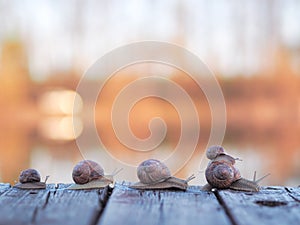 Snail`s family goes home at the sunset