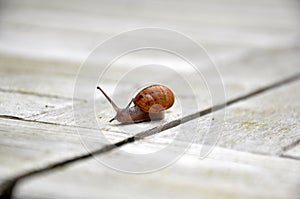 Snail's pace