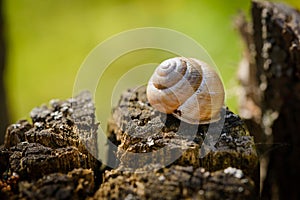 Snail`s shell on a tree