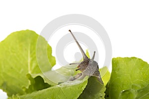 Snail in the salad isolated over white background