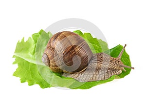 Snail on salad leaf or land snail Helix pomatia isolated on white