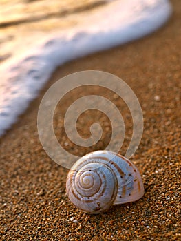 Snail on sandy beach