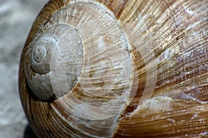 Snail schell