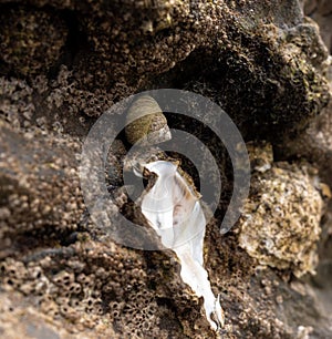 A snail and a sea conch clinging to the rock