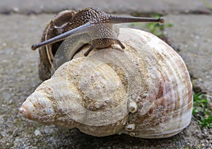 Snail and the sea shell