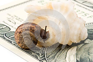 Snail, sea shell and money