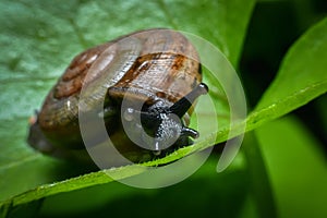 A snail searching for food on the grass in the garden