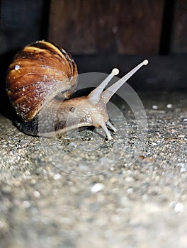 A snail searching for food at night photo