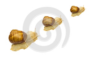 Snail set isolated on white