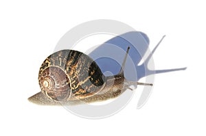 Snail with shadow