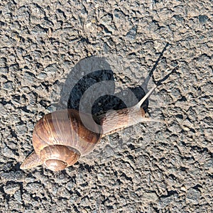 Snail with shadow on the ground with slag - garden snail