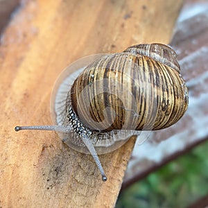 Snail with shadow on a wooden board - garden snail