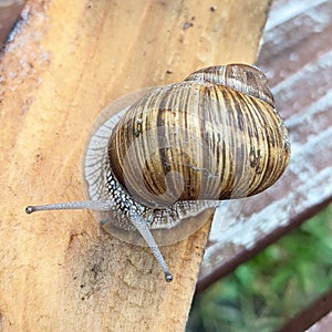 Snail with shadow on a wooden board - garden snail