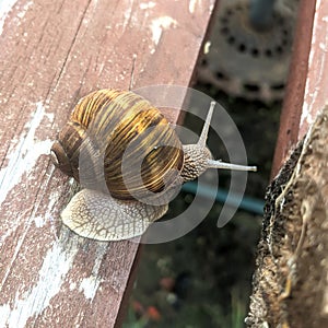 Snail with shadow on a wooden board - garden snail