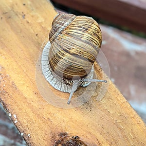 Snail with shadow on a wooden board - garden snail