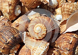 snail-shaped marine shells for sale in the souvernir stall