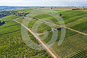 A snail-shaped vineyard with a vineyard house in Rheinhessen / Germany