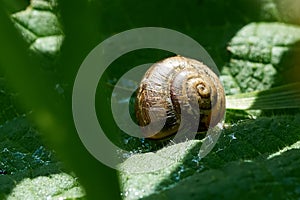 Snail on the sheet of grass. summer day.