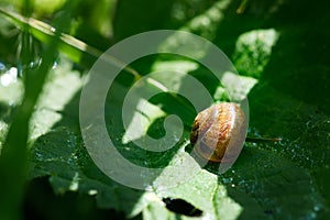 Snail on the sheet of grass. sunny day