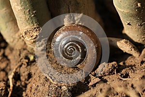 Snail shell