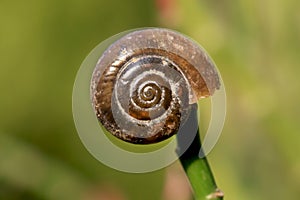 Snail shell