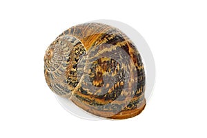 Snail shell