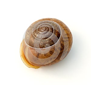 Snail Shell