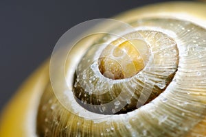 Snail shell