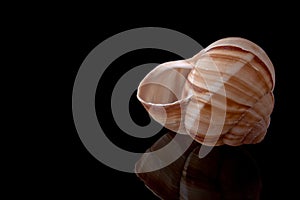 Snail Shell