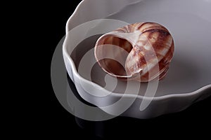 Snail Shell