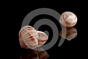 Snail Shell