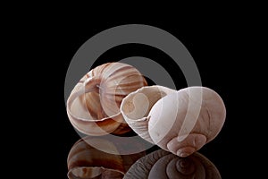 Snail Shell