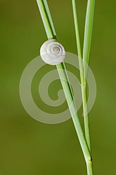 Snail shell