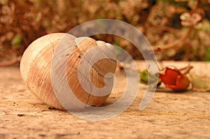 Snail shell