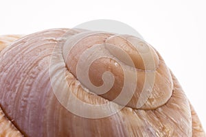 Snail Shell