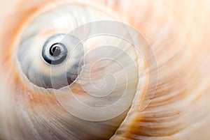 Snail shell