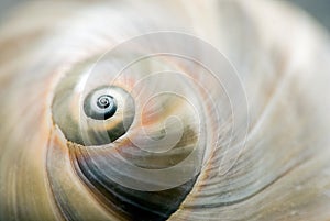 Snail shell