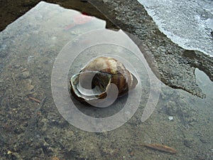 Snail shell