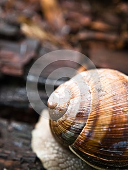 Snail shell