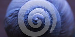 snail shell, abstract macro photo